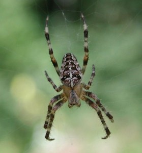 Picture from http://www.gardensafari.net